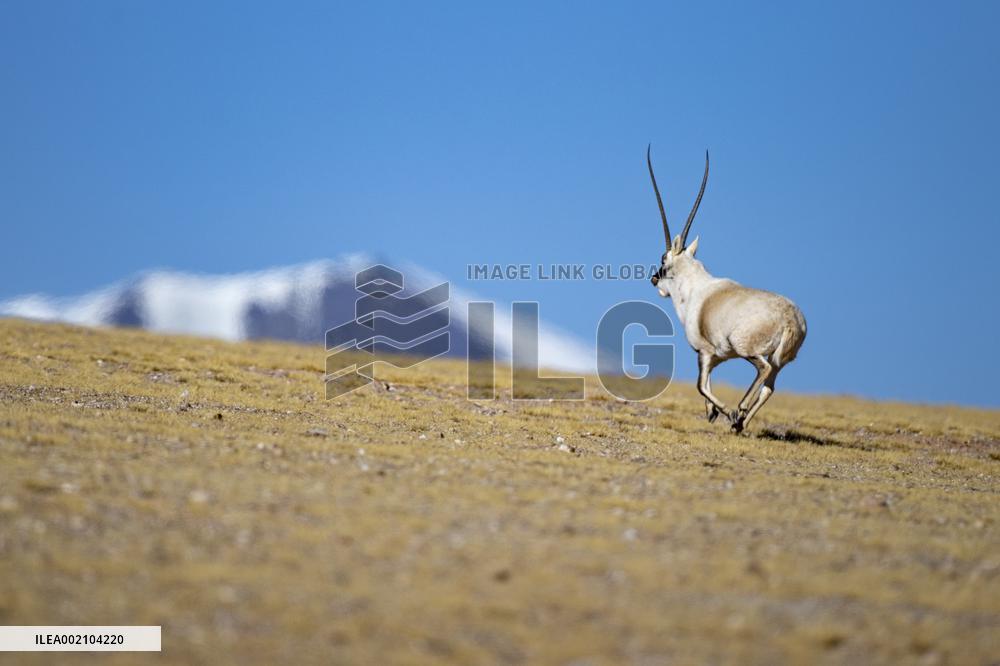 (InTibet) CHINA-XIZANG-QIANGTANG NATURE RESERVE-TIBETAN ANTELOPES-MATING SEASON (CN)