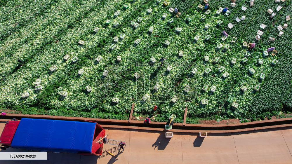 #CHINA-YUNNAN-VEGETABLES-TRANSPORTATION (CN)