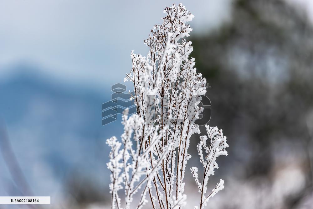 Tourists Enjoy Rime in Chongqing
