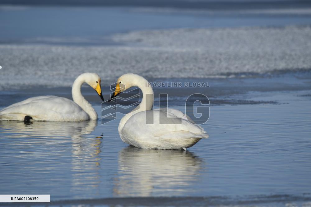 #CHINA-WINTER SCENERY (CN)