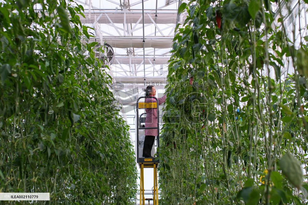 CHINA-XINJIANG-CHANGJI-AGRICULTURE (CN)