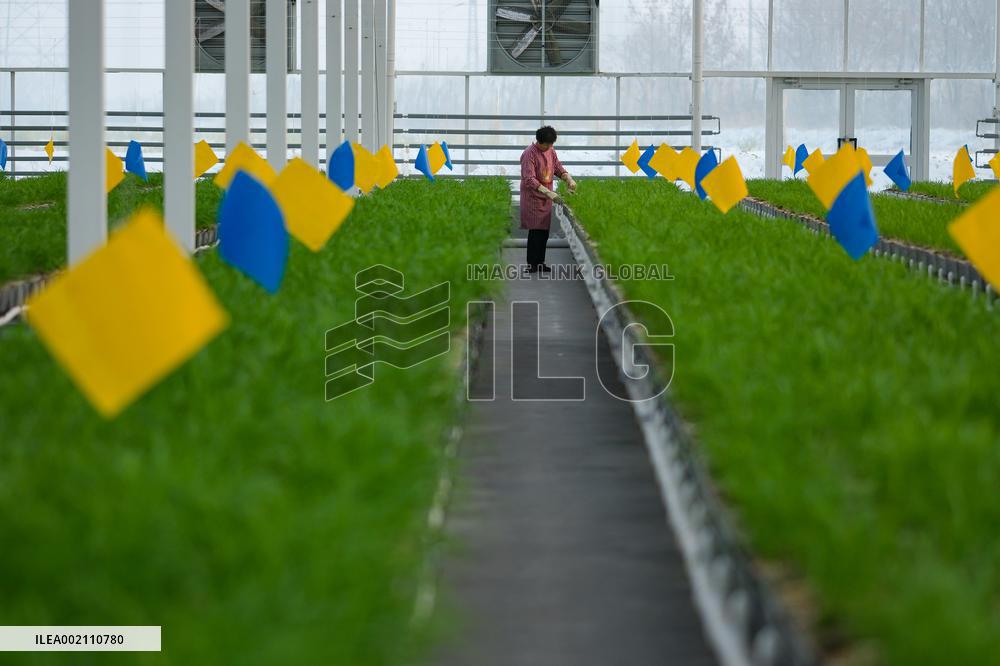 CHINA-XINJIANG-CHANGJI-AGRICULTURE (CN)