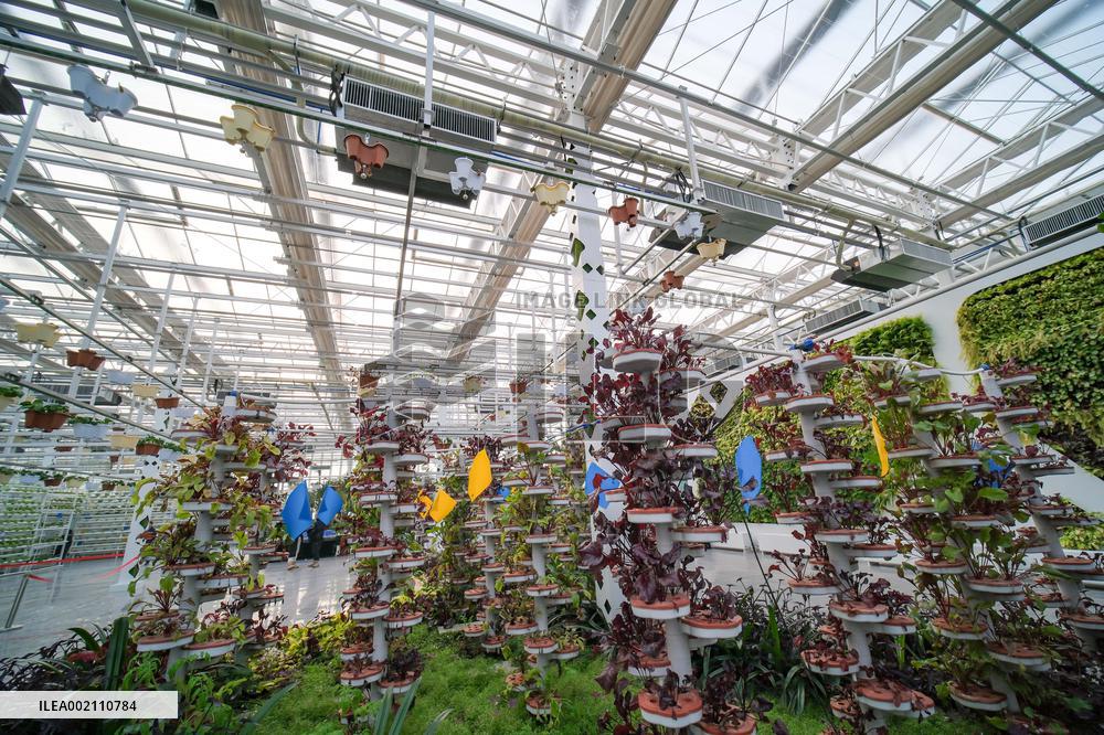 CHINA-XINJIANG-CHANGJI-AGRICULTURE (CN)