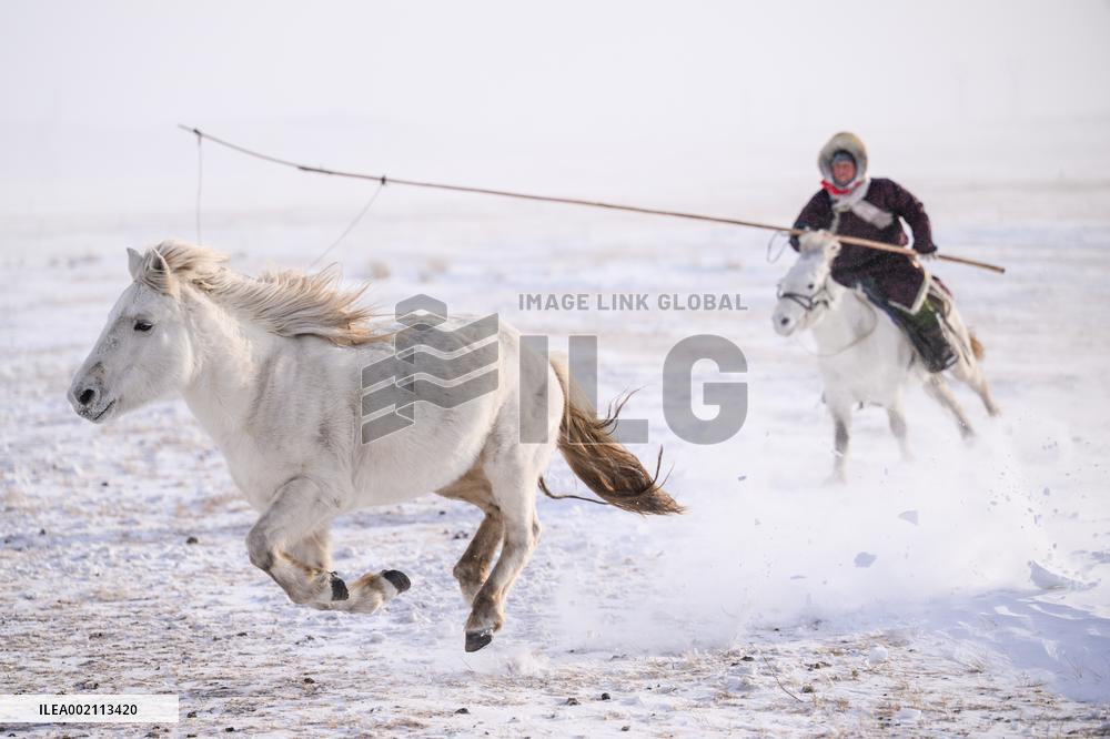 CHINA-INNER MONGOLIA-XILINGOL-HORSE(CN)