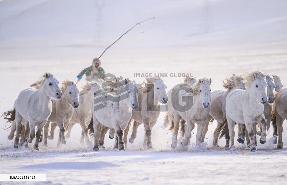 CHINA-INNER MONGOLIA-XILINGOL-HORSE(CN)