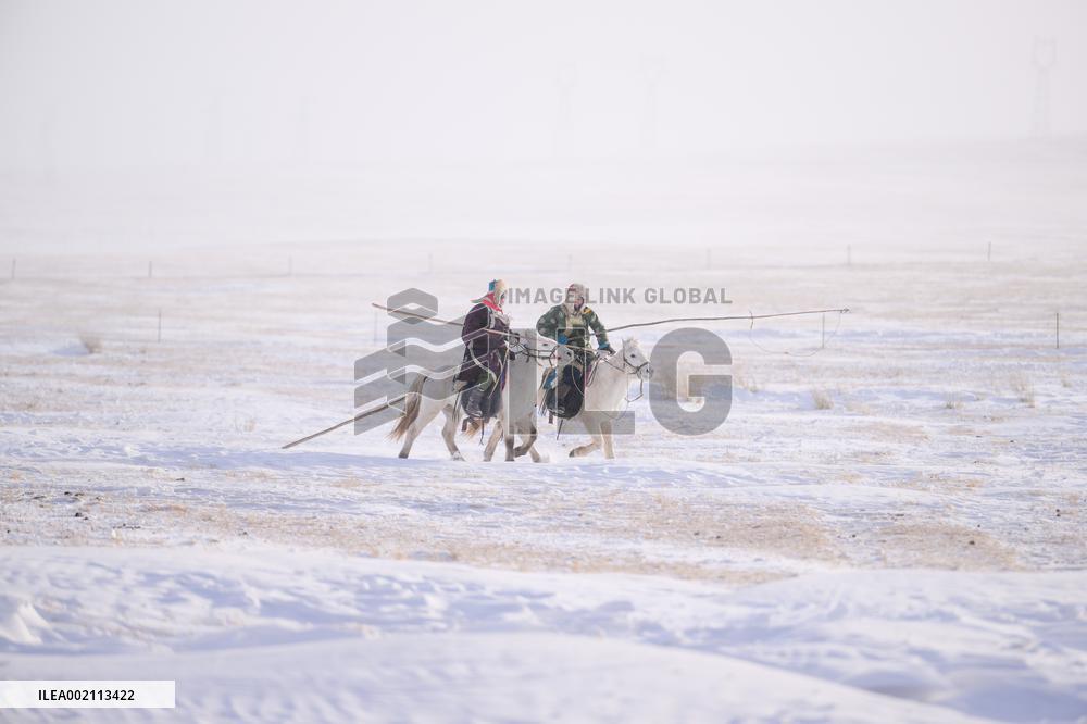 CHINA-INNER MONGOLIA-XILINGOL-HORSE(CN)
