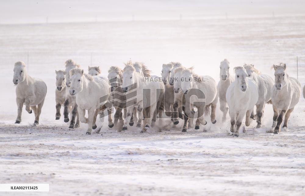 CHINA-INNER MONGOLIA-XILINGOL-HORSE(CN)
