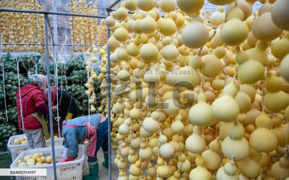 Handicrafts Gourd in Qianxinan