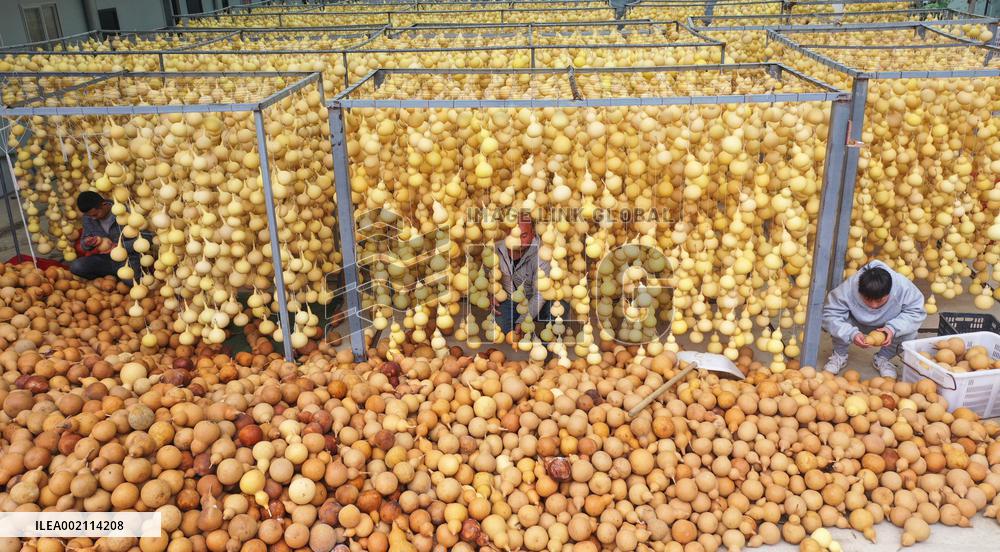 Handicrafts Gourd in Qianxinan