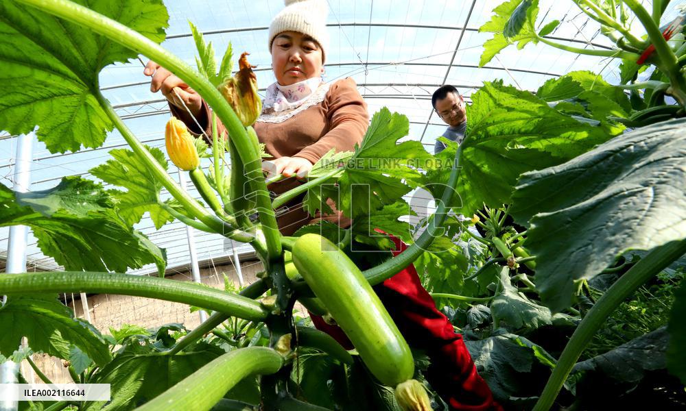 A Vegetable Greenhouse in Zhangye