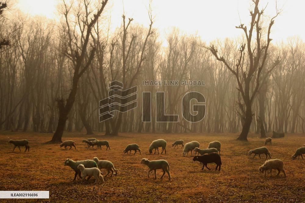 40-Day Harshest Winter Period Begins - Kashmir