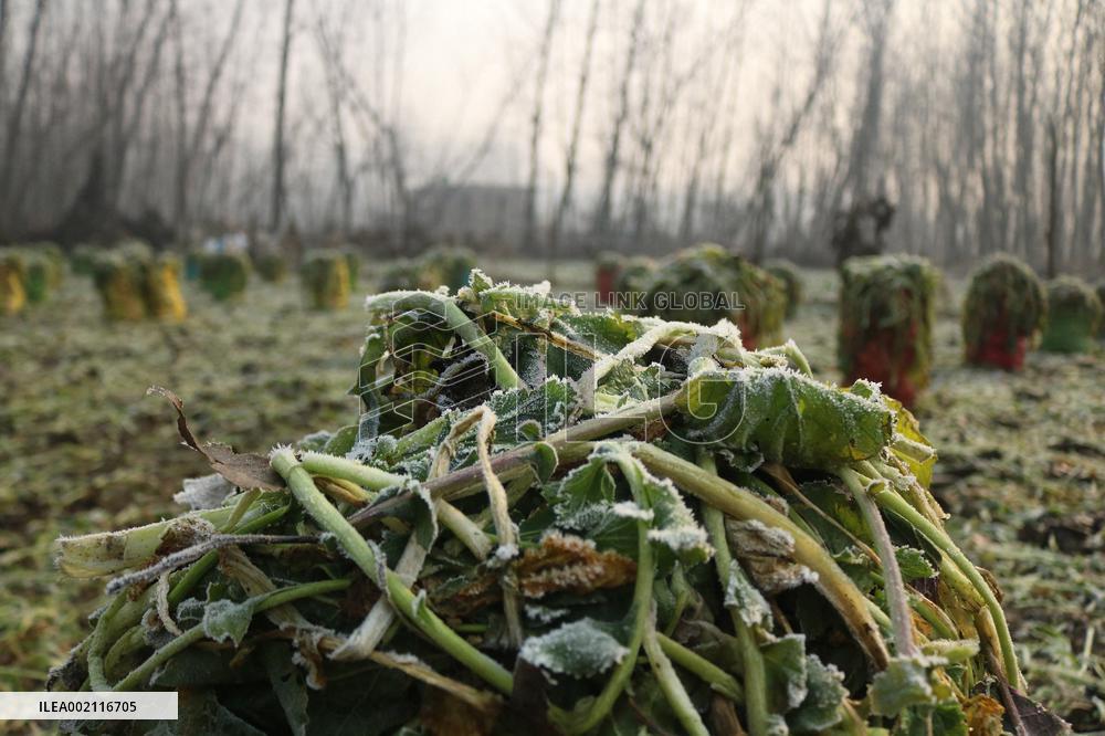 40-Day Harshest Winter Period Begins - Kashmir