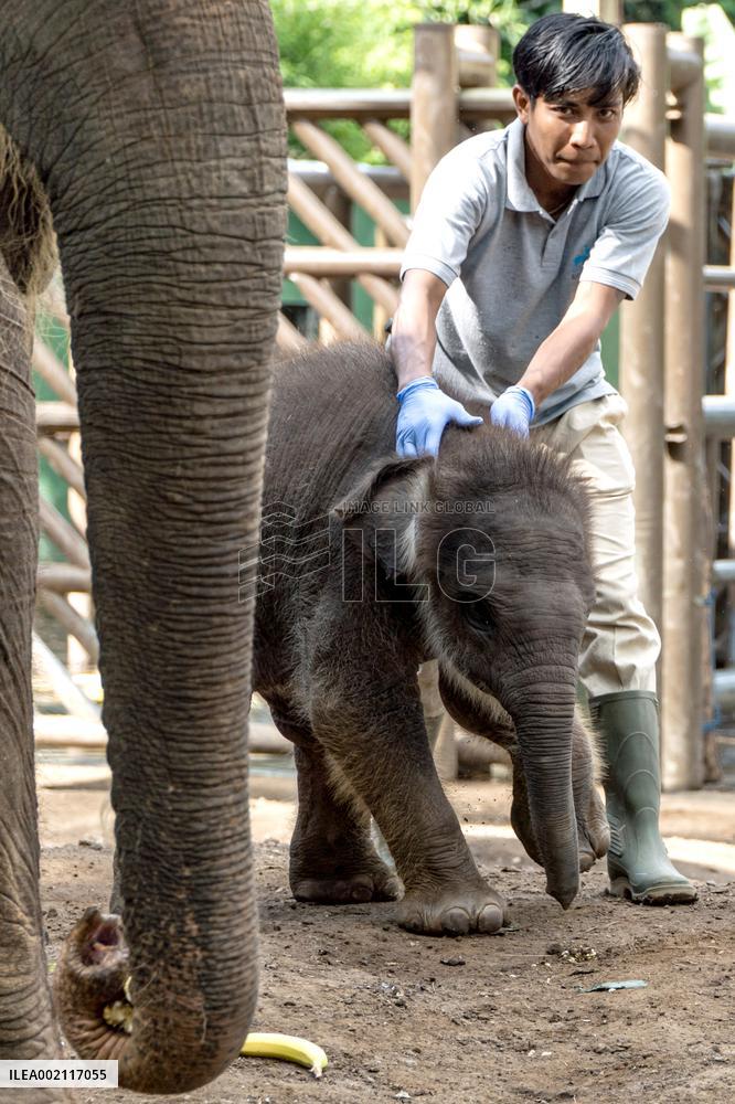 INDONESIA-BALI-SUMATRAN ELEPHANT-BABY