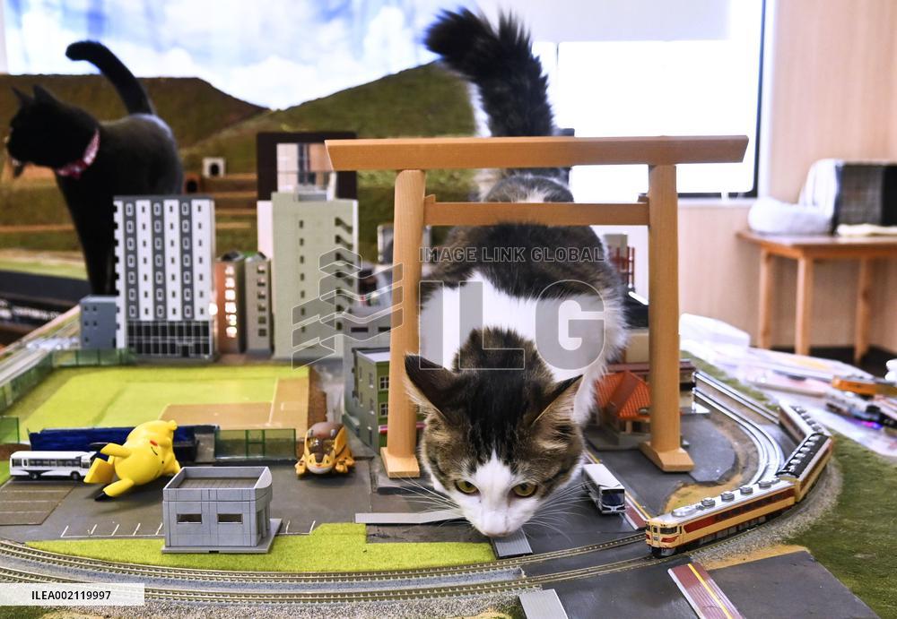 Cats at railroad diorama restaurant
