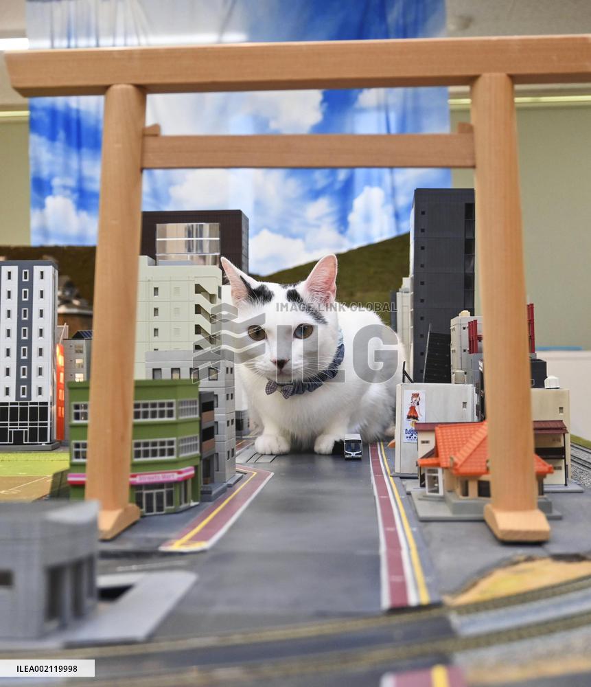 Cat at railroad diorama restaurant