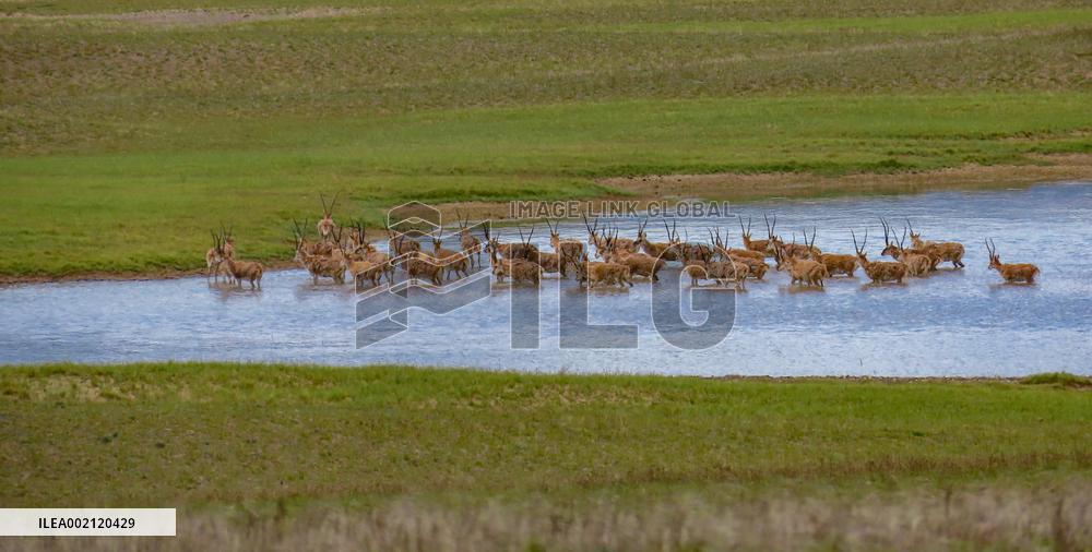(InTibet) CHINA-XIZANG-CHANGTANG NATIONAL NATURE RESERVE-RANGERS (CN)