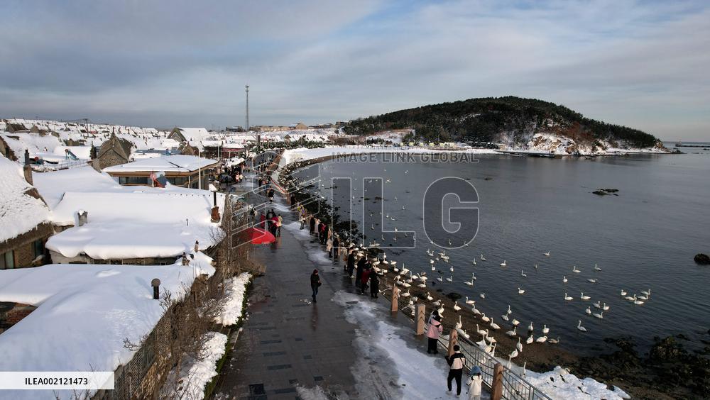 Whooper Swan National Nature Reserve in Rongcheng