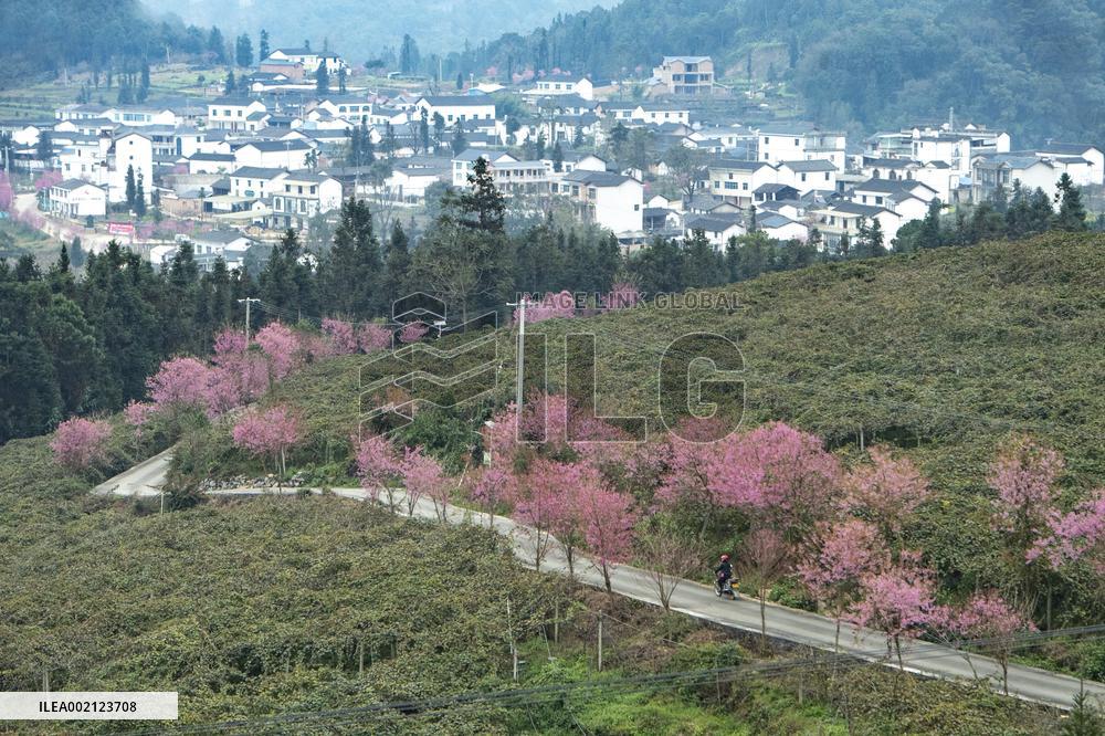 #CHINA-YUNNAN-WINTER CHERRY BLOSSOM (CN)