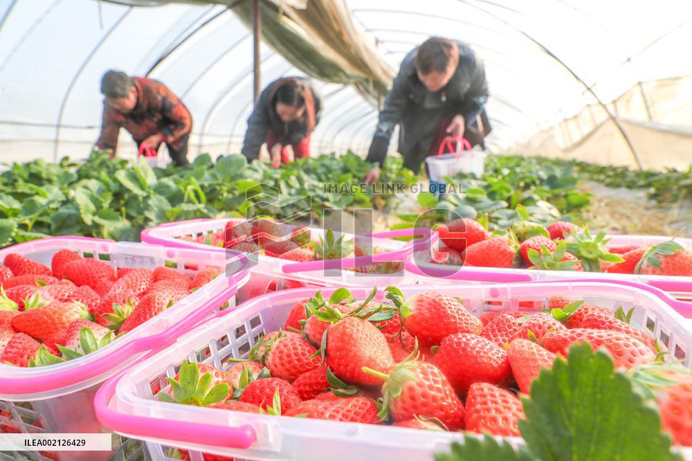 A Strawberry Planting Base in Huzhou