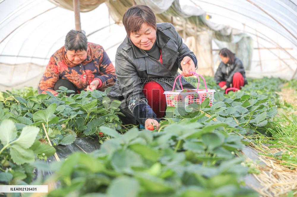 A Strawberry Planting Base in Huzhou