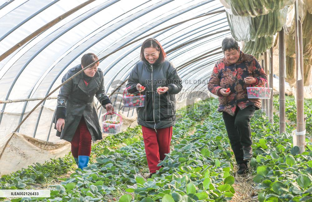 A Strawberry Planting Base in Huzhou