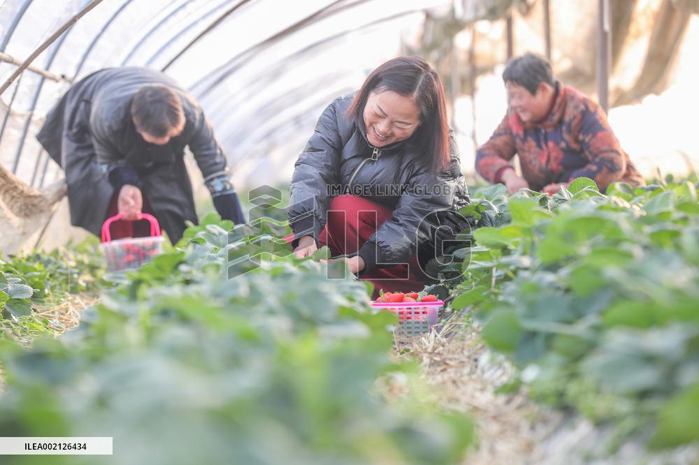 A Strawberry Planting Base in Huzhou