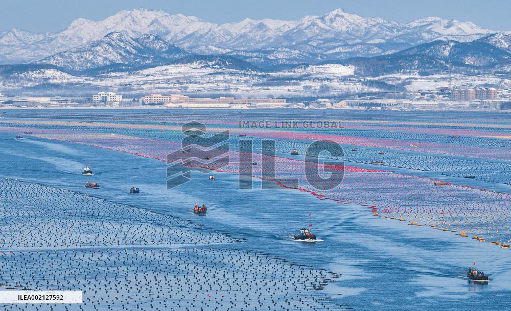 #CHINA-SHANDONG-RONGCHENG-MARINE RANCH-WINTER PRODUCTION (CN)
