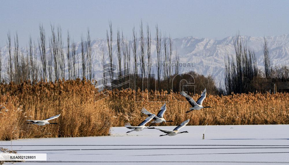 #CHINA-WINTER-SNOW-SCENERY (CN)