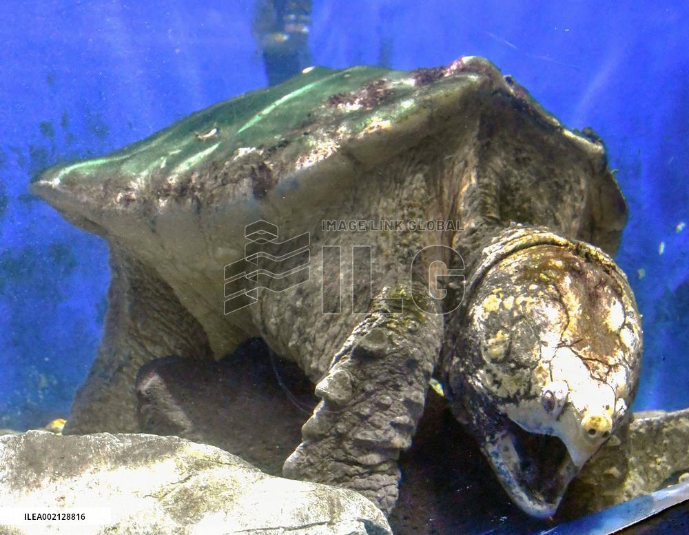 Alligator snapping turtle at Mie Pref. aquarium