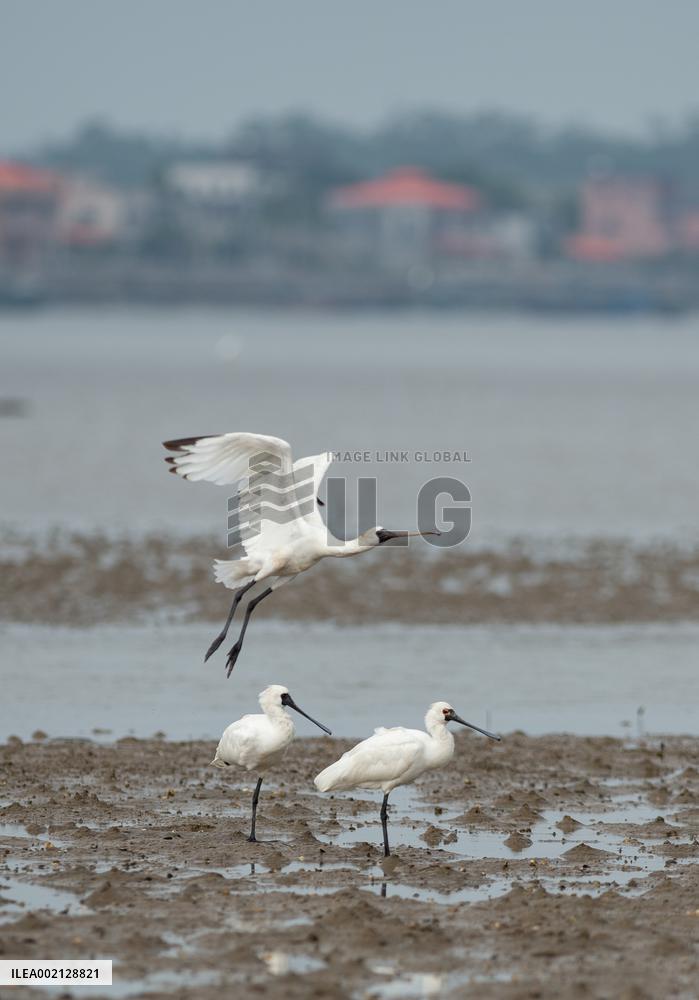 CHINA-HAINAN-WETLAND-BLACK-FACED SPOONBILLS (CN)