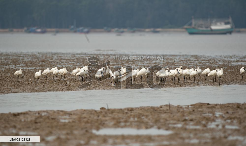 CHINA-HAINAN-WETLAND-BLACK-FACED SPOONBILLS (CN)