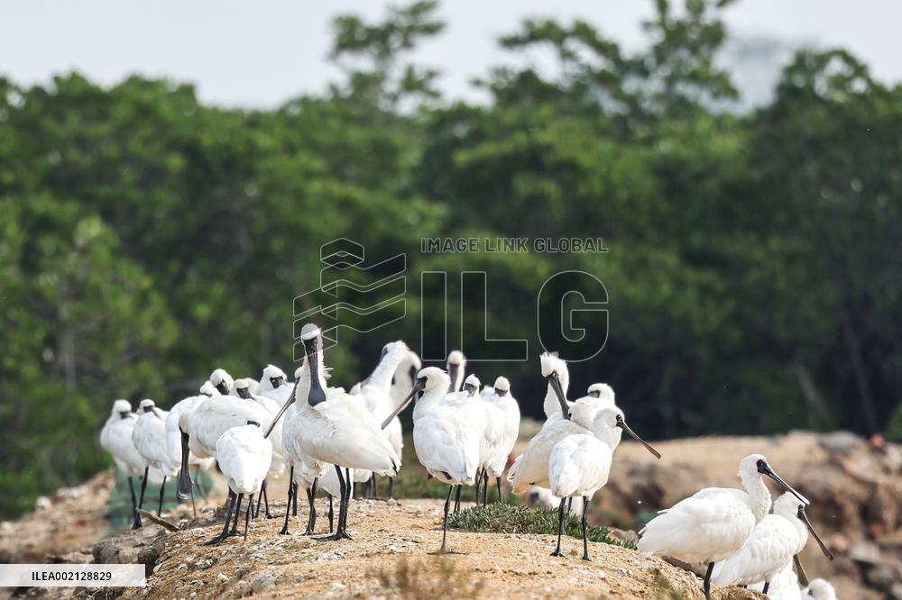 CHINA-HAINAN-WETLAND-BLACK-FACED SPOONBILLS (CN)