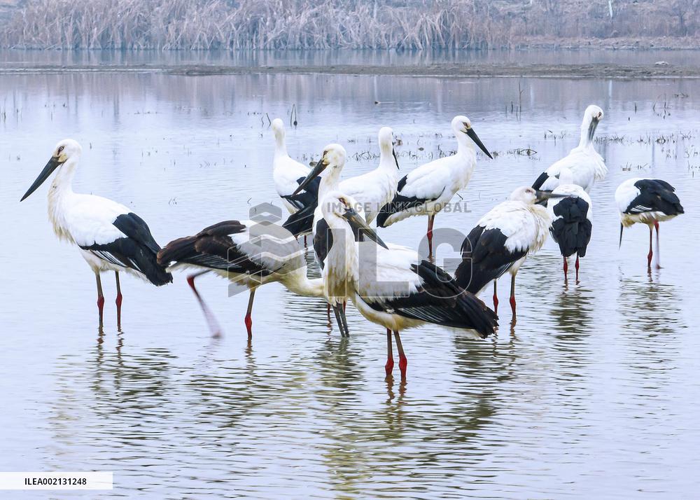CHINA-ANHUI-ENVIRONMENT-ORIENTAL STORKS (CN)