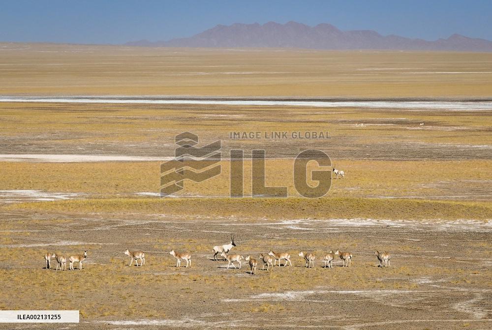 CHINA-XINJIANG-ALTUN MOUNTAINS-TIBETAN ANTELOPE-MATING SEASON (CN)