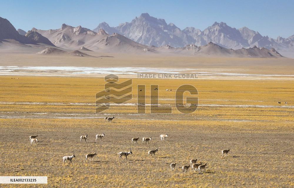 CHINA-XINJIANG-ALTUN MOUNTAINS-NATURE RESERVE-SCENERY (CN)