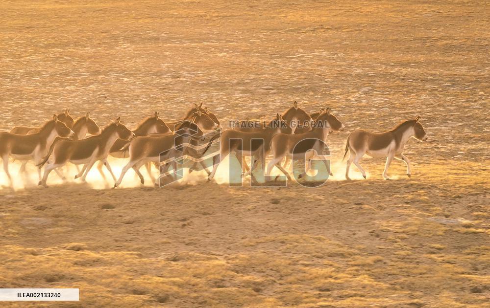 CHINA-XINJIANG-ALTUN MOUNTAINS-NATURE RESERVE-SCENERY (CN)