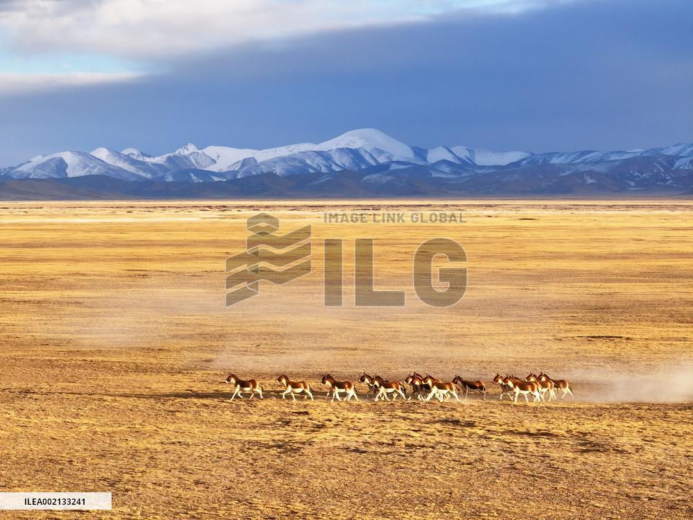 CHINA-XINJIANG-ALTUN MOUNTAINS-NATURE RESERVE-SCENERY (CN)