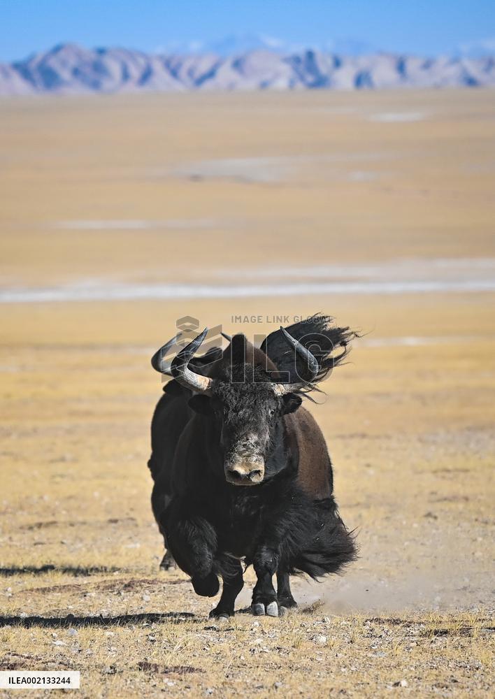 CHINA-XINJIANG-ALTUN MOUNTAINS-NATURE RESERVE-SCENERY (CN)