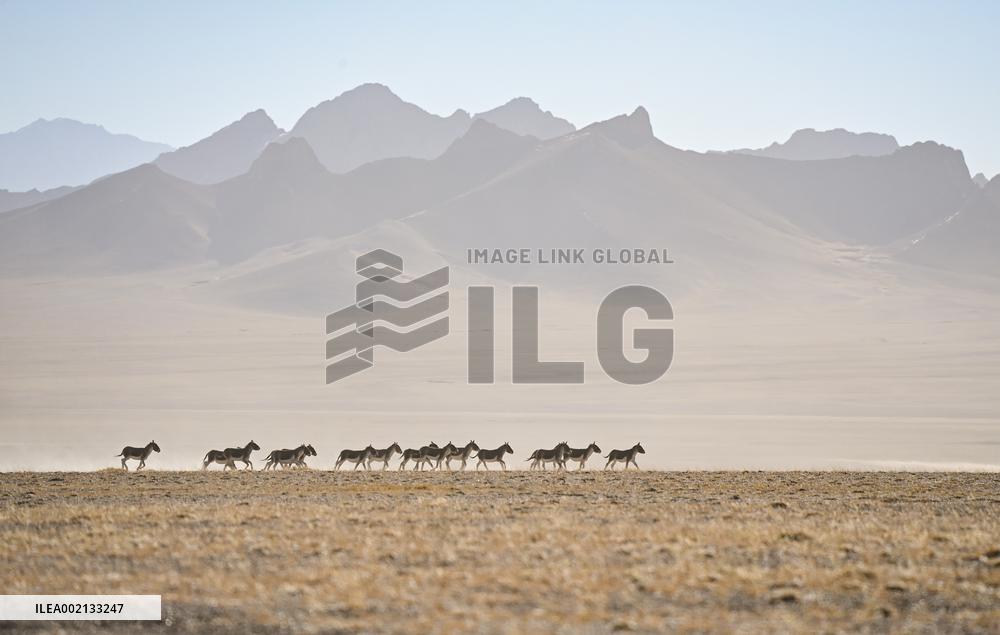 CHINA-XINJIANG-ALTUN MOUNTAINS-NATURE RESERVE-SCENERY (CN)