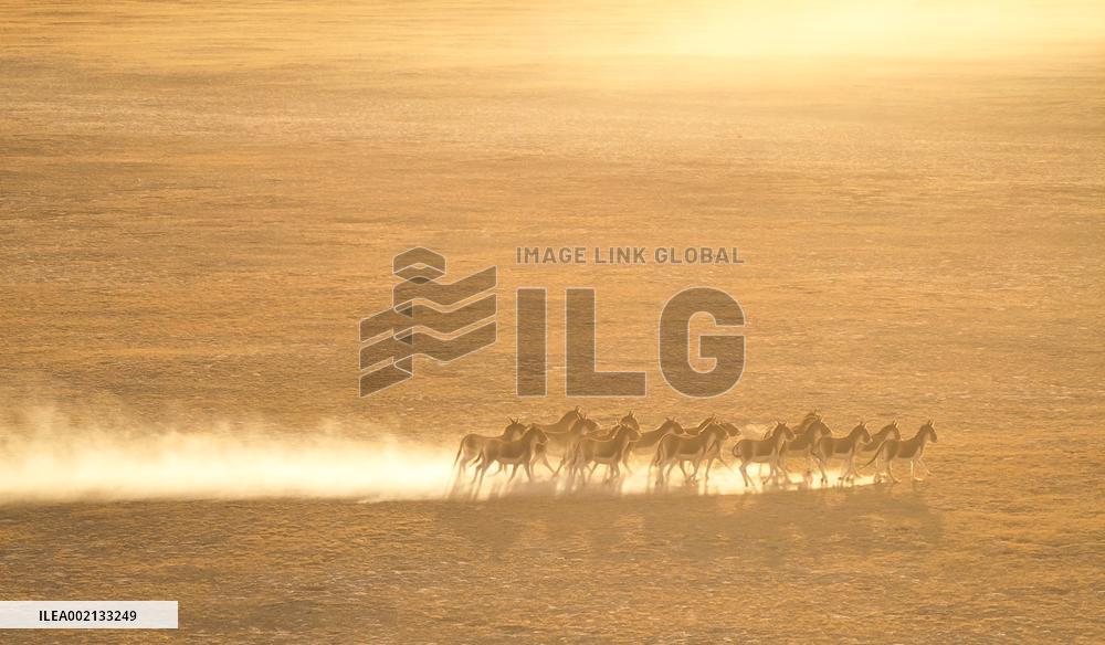 CHINA-XINJIANG-ALTUN MOUNTAINS-NATURE RESERVE-SCENERY (CN)