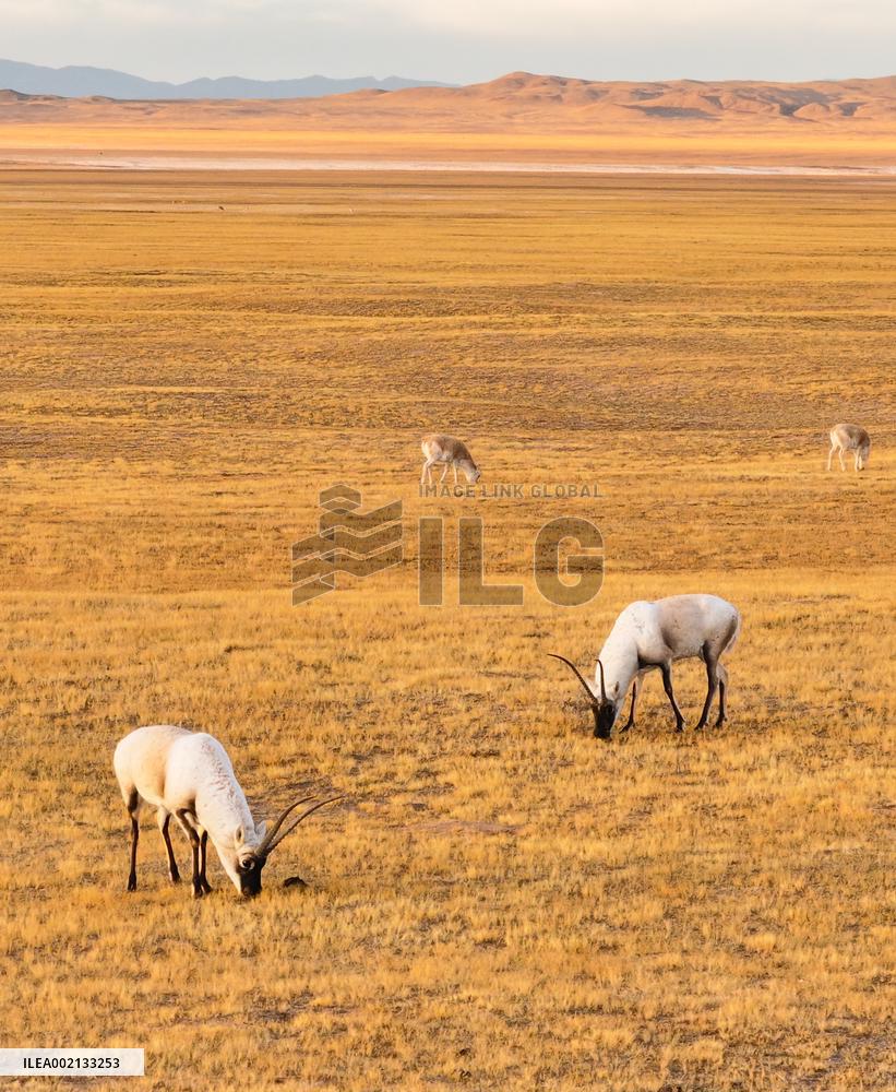CHINA-XINJIANG-ALTUN MOUNTAINS-NATURE RESERVE-SCENERY (CN)