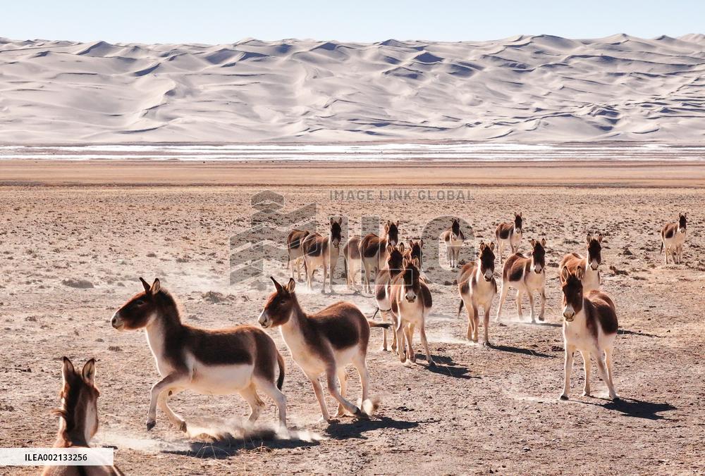 CHINA-XINJIANG-ALTUN MOUNTAINS-NATURE RESERVE-SCENERY (CN)