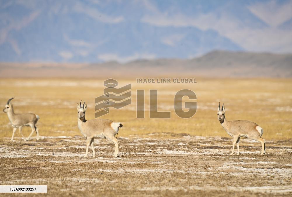 CHINA-XINJIANG-ALTUN MOUNTAINS-NATURE RESERVE-SCENERY (CN)