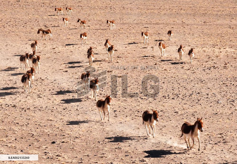 CHINA-XINJIANG-ALTUN MOUNTAINS-NATURE RESERVE-SCENERY (CN)