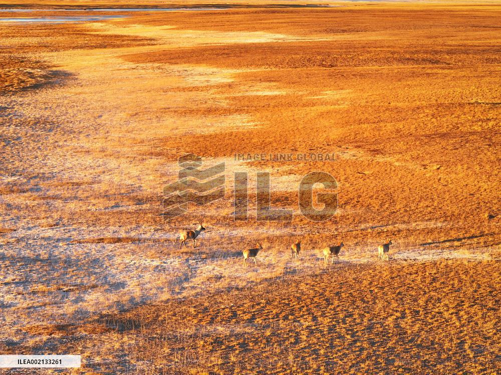 CHINA-XINJIANG-ALTUN MOUNTAINS-NATURE RESERVE-SCENERY (CN)