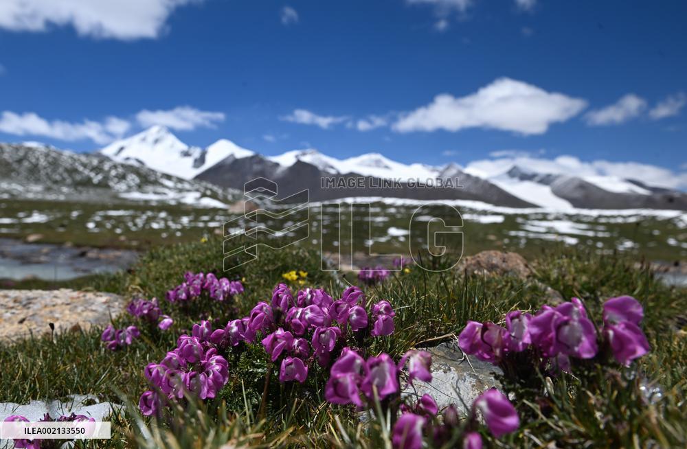 CHINA-QINGHAI-SANJIANGYUAN AREA-ENVIRONMENT-IMPROVEMENT (CN)