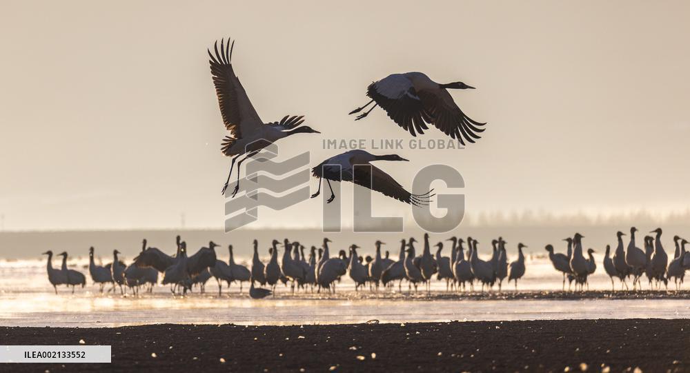 CHINA-XIZANG-LHASA-BLACK-NECKED CRANES (CN)