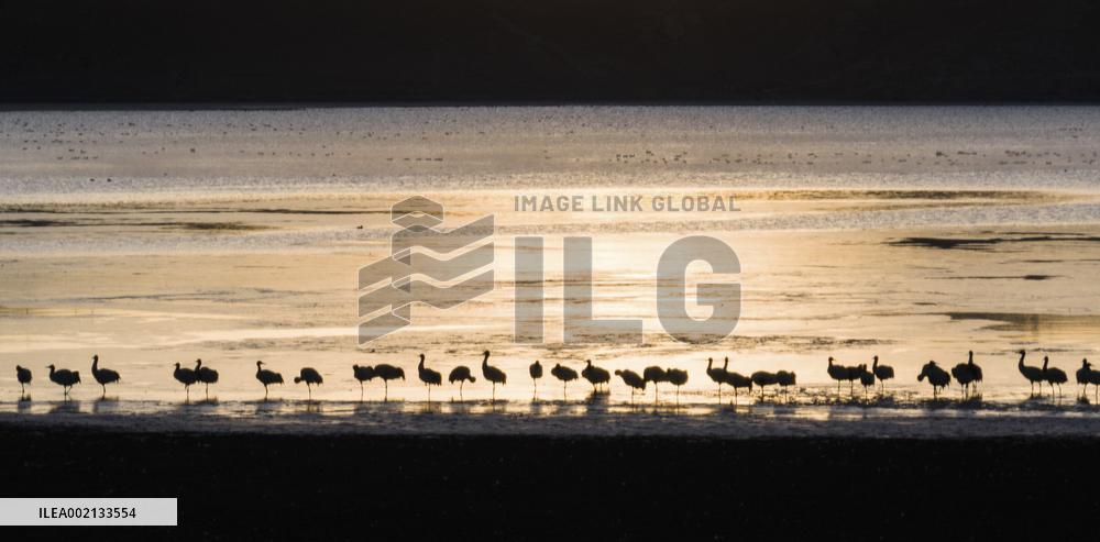 CHINA-XIZANG-LHASA-BLACK-NECKED CRANES (CN)