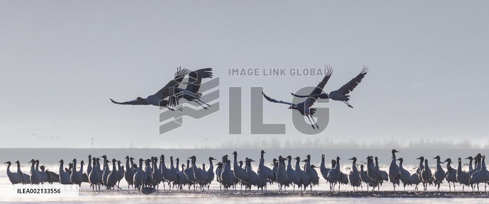 CHINA-XIZANG-LHASA-BLACK-NECKED CRANES (CN)
