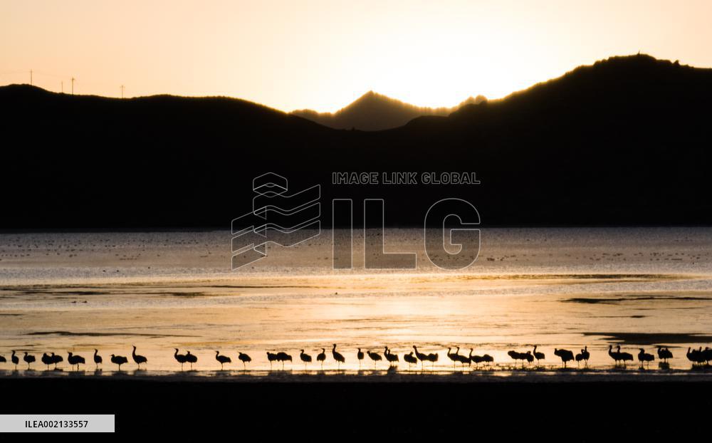 CHINA-XIZANG-LHASA-BLACK-NECKED CRANES (CN)